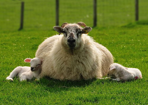 Il patrimonio di ovini e caprini nella Ue è in calo, una tendenza che il Parlamento Europeo invita a contrastare